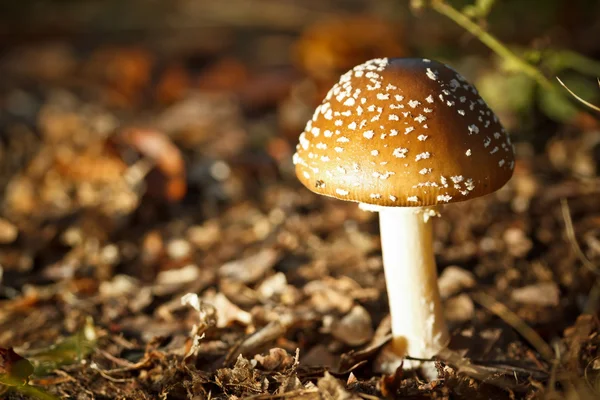 Fliegenpilz im Wald — Stockfoto