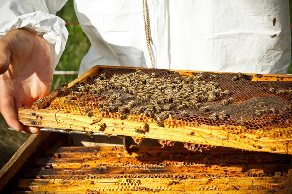 Imker in een bijenteelt — Stockfoto