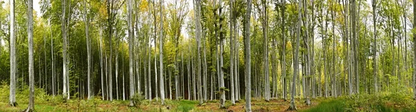 Bokskogen — Stockfoto