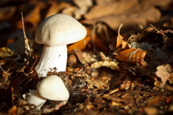 Podzimní houby — Stock fotografie