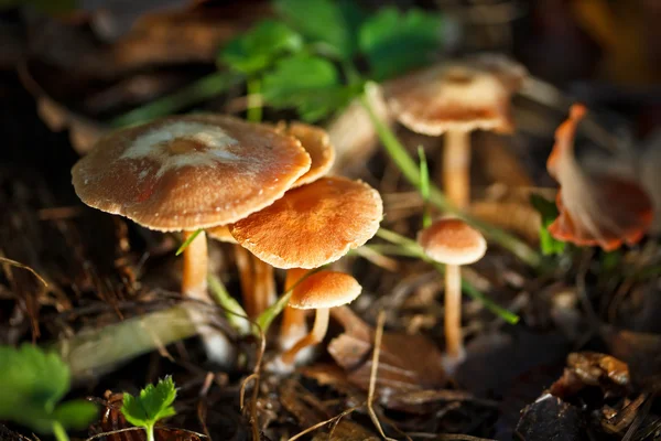 Gruppo di funghi — Foto Stock