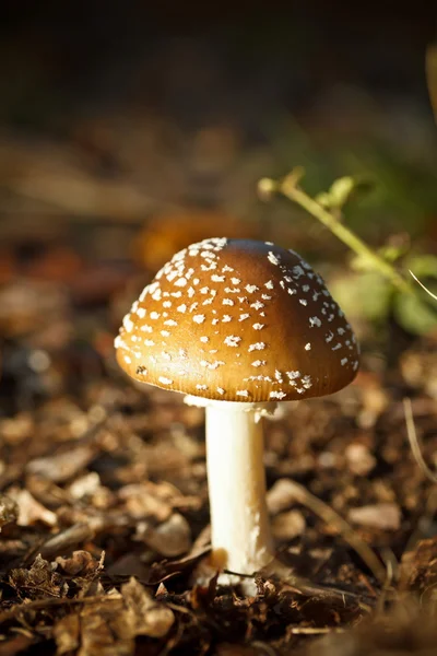 Outono cogumelos florestais — Fotografia de Stock