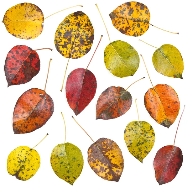 Leaves set — Stock Photo, Image