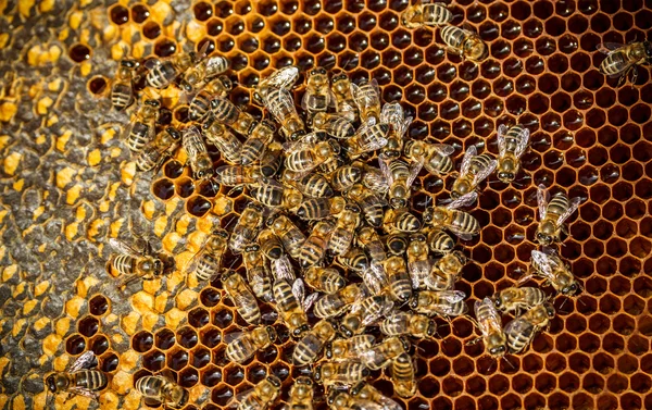 蜜蜂工作 — 图库照片
