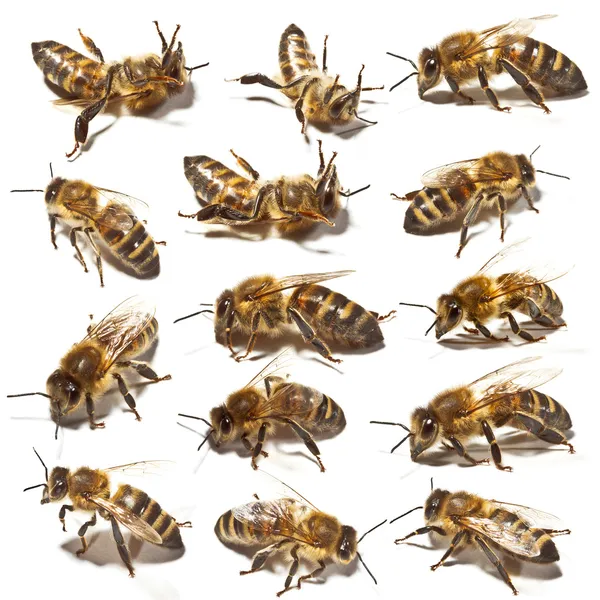 Colección de abejas — Foto de Stock