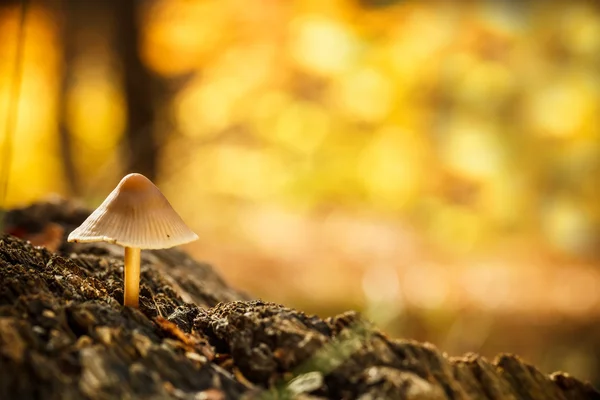 Mooie paddestoel — Stockfoto