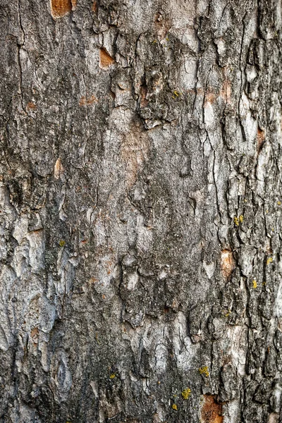 木の皮 — ストック写真