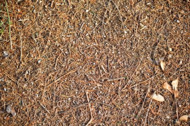 kurutulmuş Çam iğne