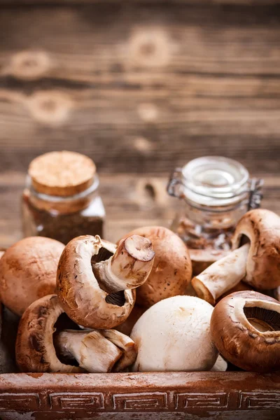 Verse eetbare paddestoelen — Stockfoto