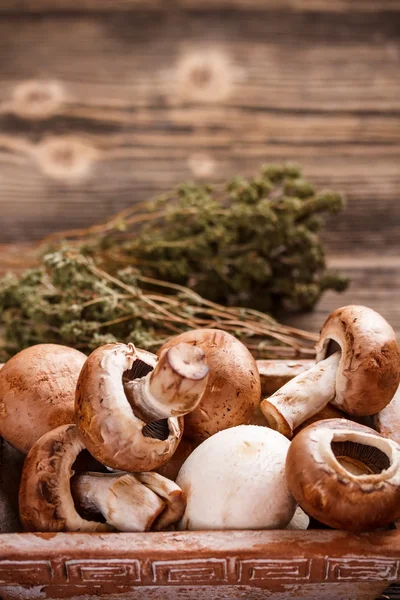 Funghi marroni — Foto Stock