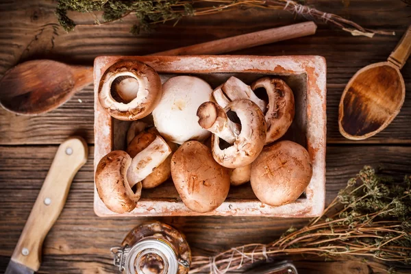 Bruine paddestoelen — Stockfoto