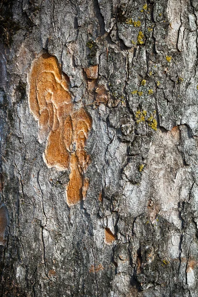 Textura natural — Foto de Stock