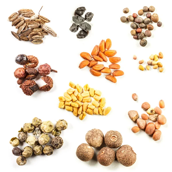 Collection of spice — Stock Photo, Image
