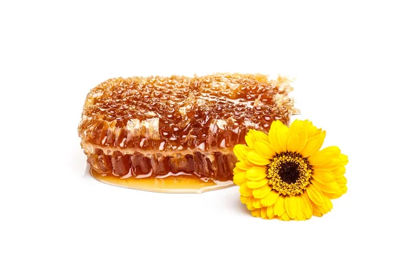 Bienenwaben — Stockfoto