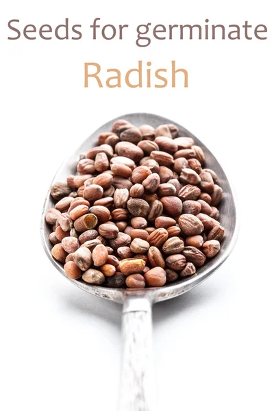Radish seeds — Stock Photo, Image