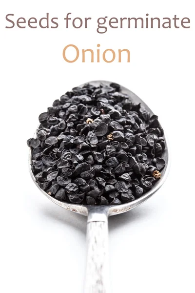 Onion seeds — Stock Photo, Image