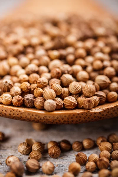 Coriander seeds — Stock Photo, Image