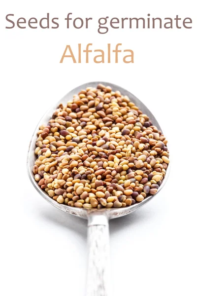 Alfalfa seeds — Stock Photo, Image