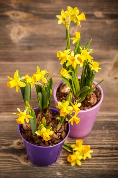 Narcisos — Fotografia de Stock