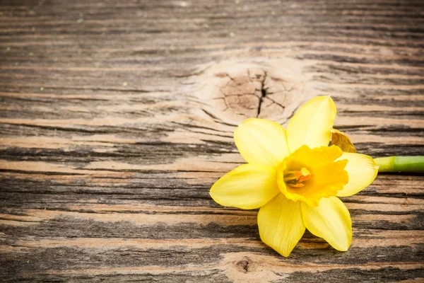 Yellow daffodil — Stock Photo, Image