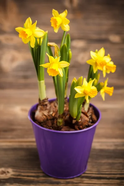 Daffodilos — Fotografia de Stock