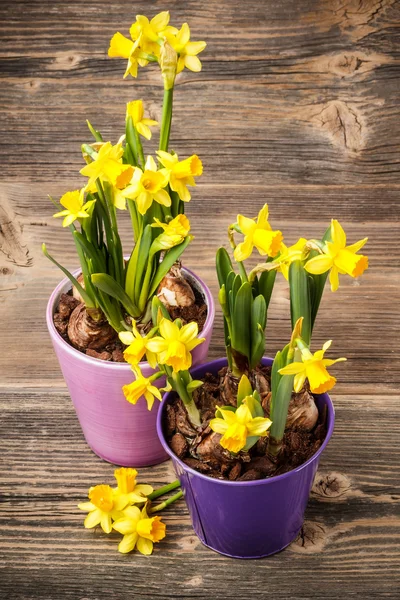 Daffodil — Stock Photo, Image