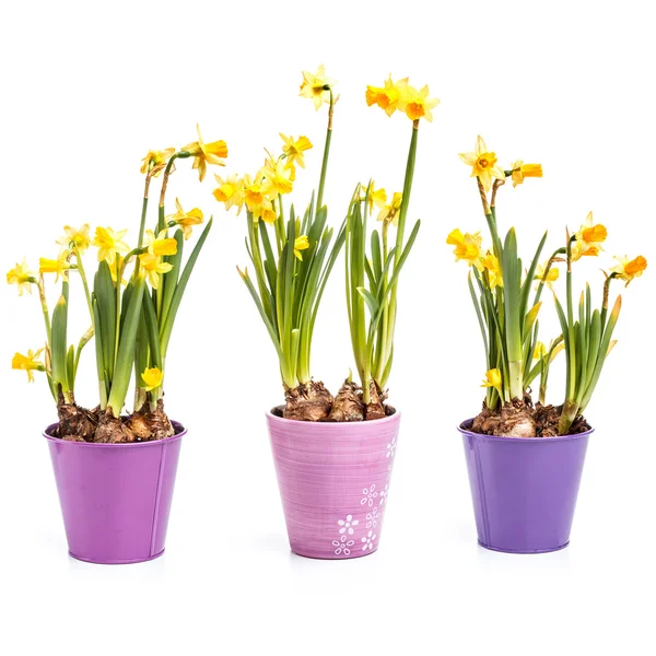 Daffodils flowers — Stock Photo, Image