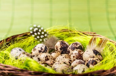 bıldırcın yumurtası