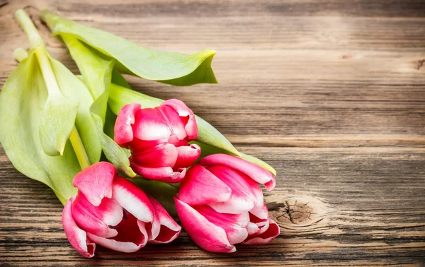 Red tulips — Stock Photo, Image