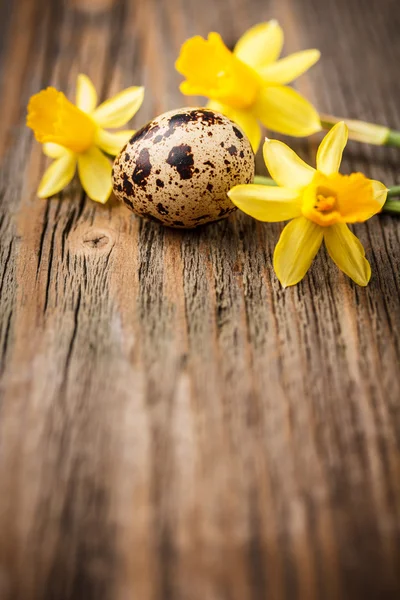 Vaktelägg — Stockfoto