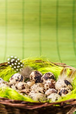 bıldırcın yumurtası