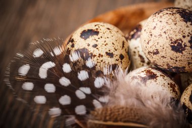 bıldırcın yumurtası