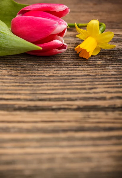 Tulpe und Narzisse — Stockfoto