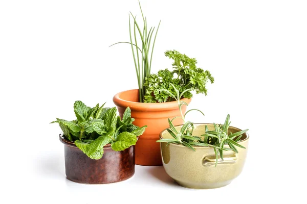 Fresh herbs — Stock Photo, Image