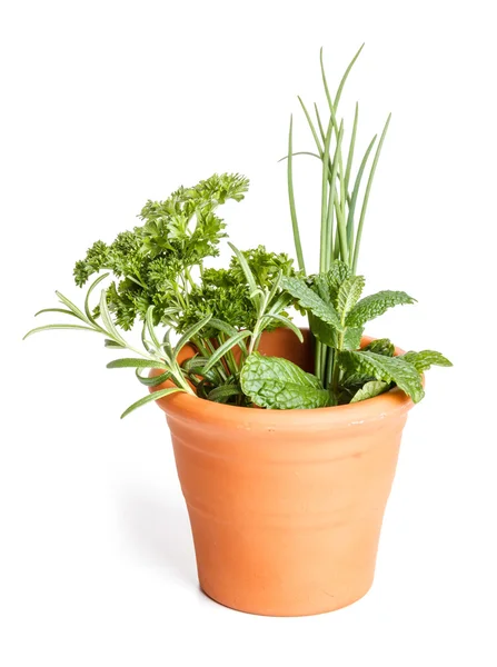 Fresh different herbs — Stock Photo, Image