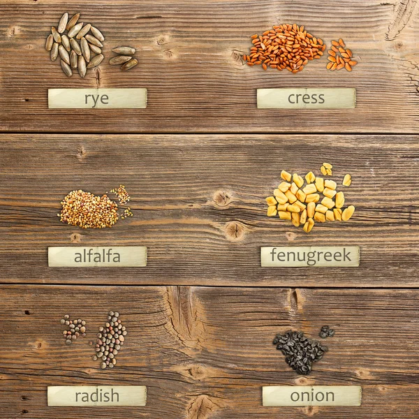 Farklı tohumlar — Stok fotoğraf