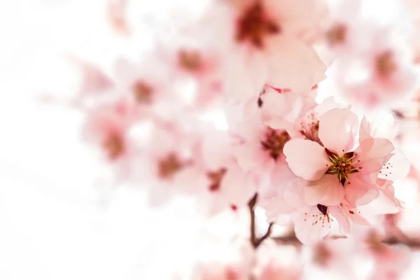 Vackra blommande gren — Stockfoto