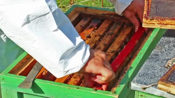 Fungerande apiarist — Stockvideo