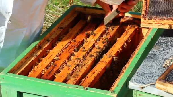 Bijenhouder aan het werk — Stockvideo