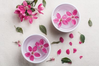 erik ağacı çiçek