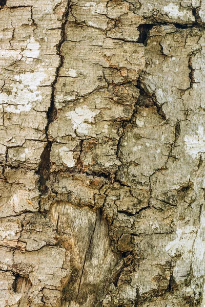 Bark of tree — Stock Photo, Image