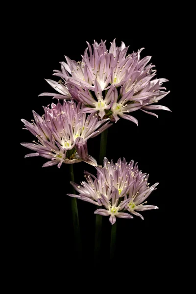 Purple onion flower — Stock Photo, Image