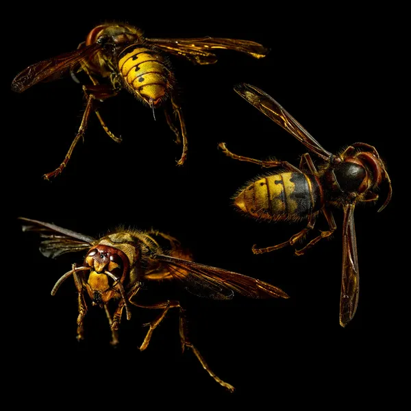 Group of hornet — Stock Photo, Image