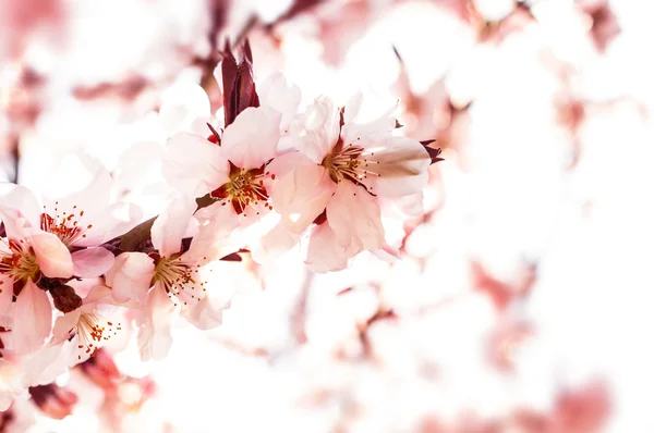 Blossoming branch Stock Image