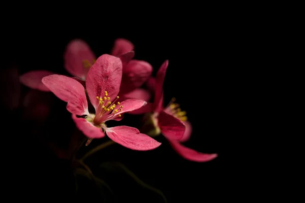 Flores de flor de ciruelo — Foto de Stock