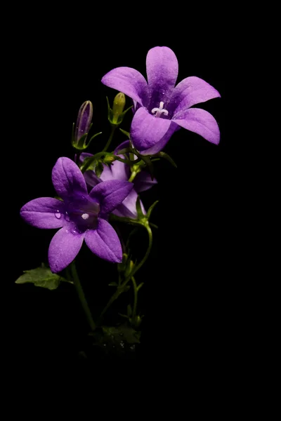 Campanula blåklockor — Stockfoto