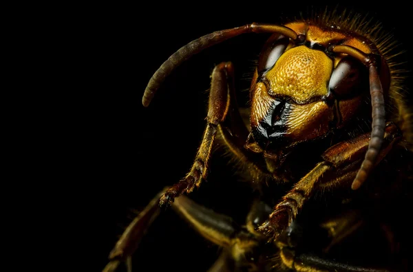 Sršeň hlava — Stock fotografie