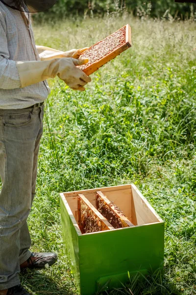Working apiarist — Stock Photo, Image
