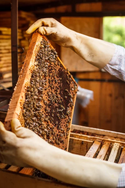 Bienenwaben — Stockfoto