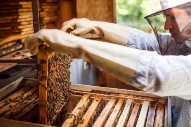 çalışma apiarist